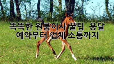 똑똑한 원룸이사 꿀팁 🍯: 용달 예약부터 업체 소통까지!